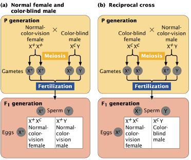 Sex-linked genes in humans Sex linked mutations are easy to detect as the show up immediately in hemizygous males - Recessive X-linked traits more commonly in males as they only need to inherit one