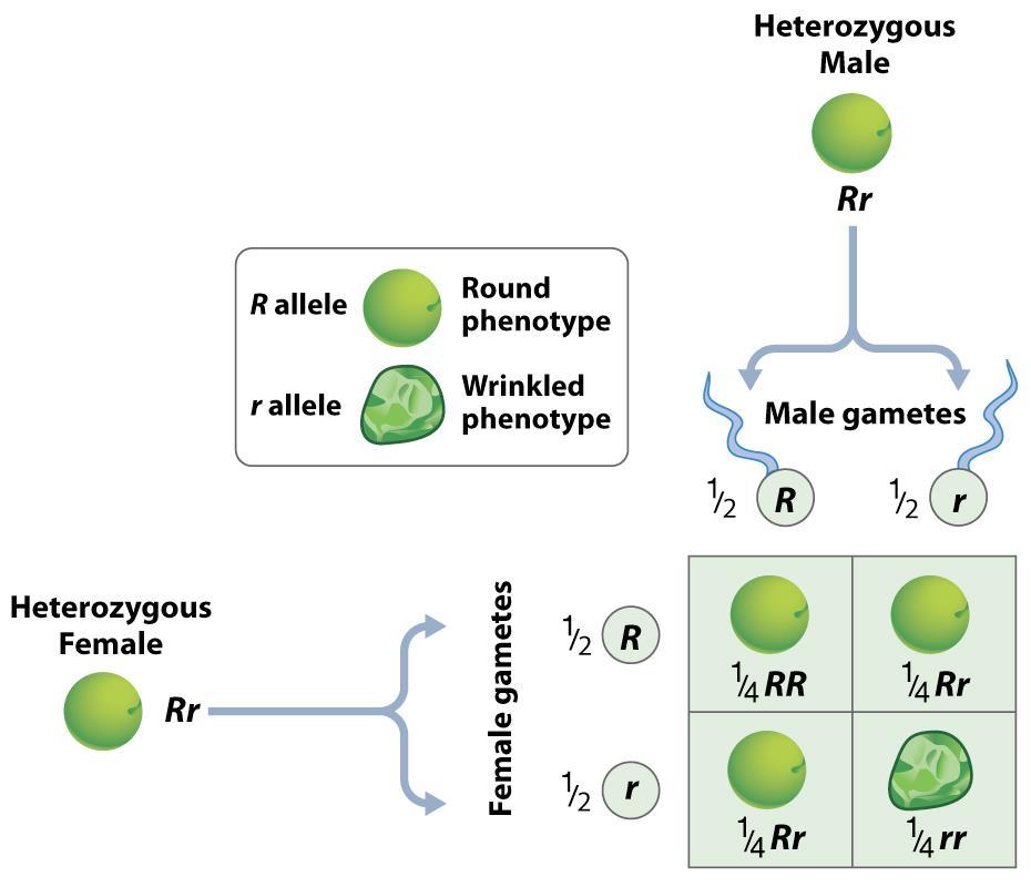 Mendelian Principles of Inheritance Mendel laid groundwork for the modern field of genetics - Bred pea plants and examined their physical appearance (phenotype) o Heritable traits studied included:
