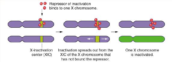 Mammals Females (XX)- only one of the two X chromosomes expressed - The other will remain inactivated Males (XY)- lone X chromosome fully expressed X inactivation in female mammals (Mosaicism) Occurs