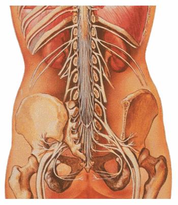 Cauda Equina Syndrome Distal end of the spinal cord, the conus medullaris, terminates at the