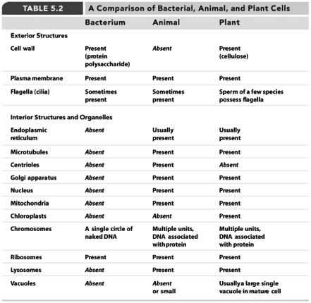 Rough ER Review of Eukaryotic Cells Review of