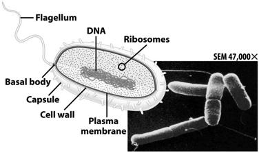 and Archaea Prokaryotic Cells No membrane bound nucleus Nucleoid =