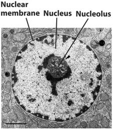 Animal Cell Most cells have 2 or more Directs synthesis of RNA Forms ribosomes Ribosomes 2.