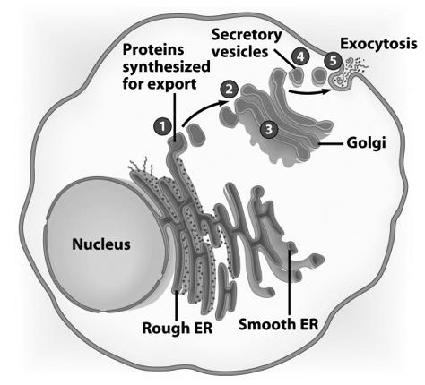 Golgi Apparatus 1. Molecules come in vesicles 2. Vesicles fuse with Golgi membrane 3. Molecules may be modified by Golgi Golgi Apparatus (Continued) 4.