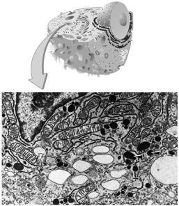 Vesicles may combine with plasma membrane to secrete contents Animal Cell Ribosomes Rough Endoplasmic Smooth Endoplasmic Golgi Bodies 5.