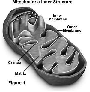 Rough Endoplasmic Golgi Bodies Animal Cell Ribosomes Mitochondria Smooth Endoplasmic 6.