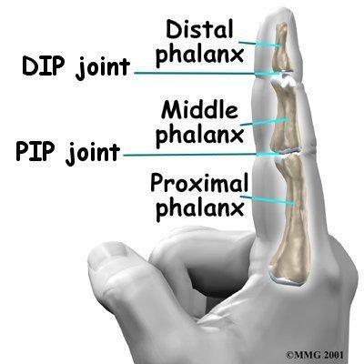 Anatomy continue Each finger has three phalanges, or small bones, separated by two interphalangeal joints (IP joints).