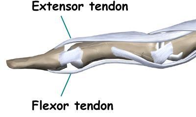 The joint near the end of the finger is called the distal IP joint (DIP joint). The extensor tendon is attached to the base of the distal phalanx.