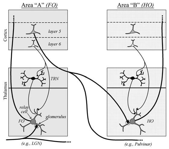 halamocortical Loops and Information Processing 2429 halamocortical Loops and Information Processing, Figure 2 First order (FO; left) and higher order (HO; right) thalamic relays.