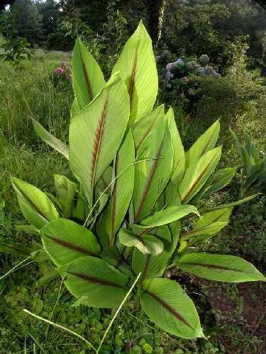 1.1.1. Description and distribution Curcuma zedoaria is locally known as kunyit putih or temu putih. It is able to grow up to one and half meters or even more.
