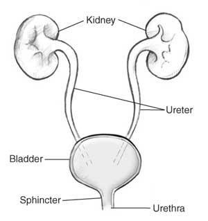 Gross Anatomy of Urinary System Kidneys form urine Pair true workhorses of system Form in early week 5 Early kidneys drain into umbilical cord Not functional until week 9 Ureters Tubes that