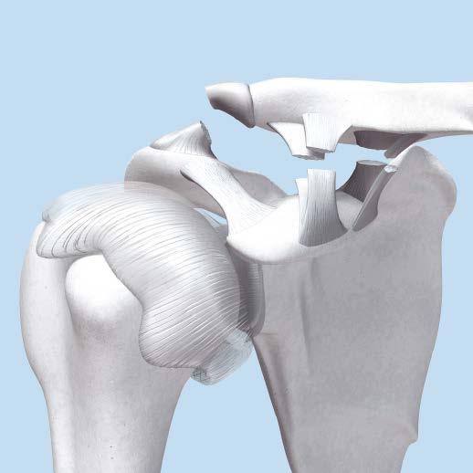 acromioclavicular joint. 3.