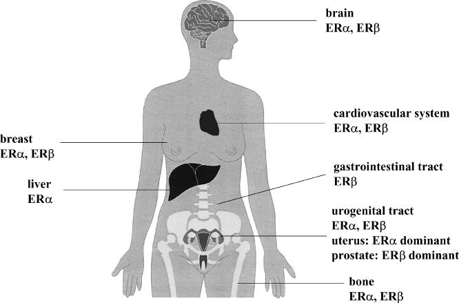 Figure 3. Distribution of ERα and ERβ in humans.