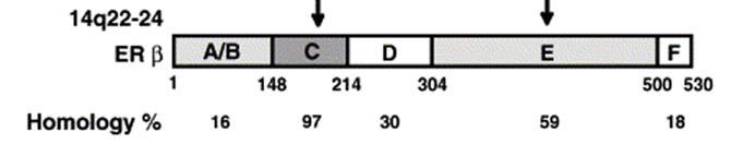ERα and ERβ are 97% homologous in the DBD and 59% homologous in the LBD.