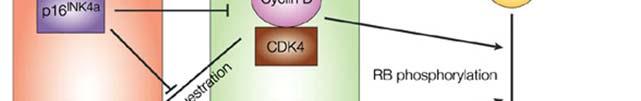 Progression through the G 1 phase of the cell cycle is controlled by orderly activation of cyclin-dependent kinase (CDK) 4/6 and CDK2.