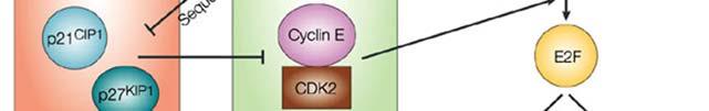 The CDK inhibitor p16 INK4A inhibits binding of D-type cyclins to CDK4/6 and the subsequent activation (90,91) (Figure 6).