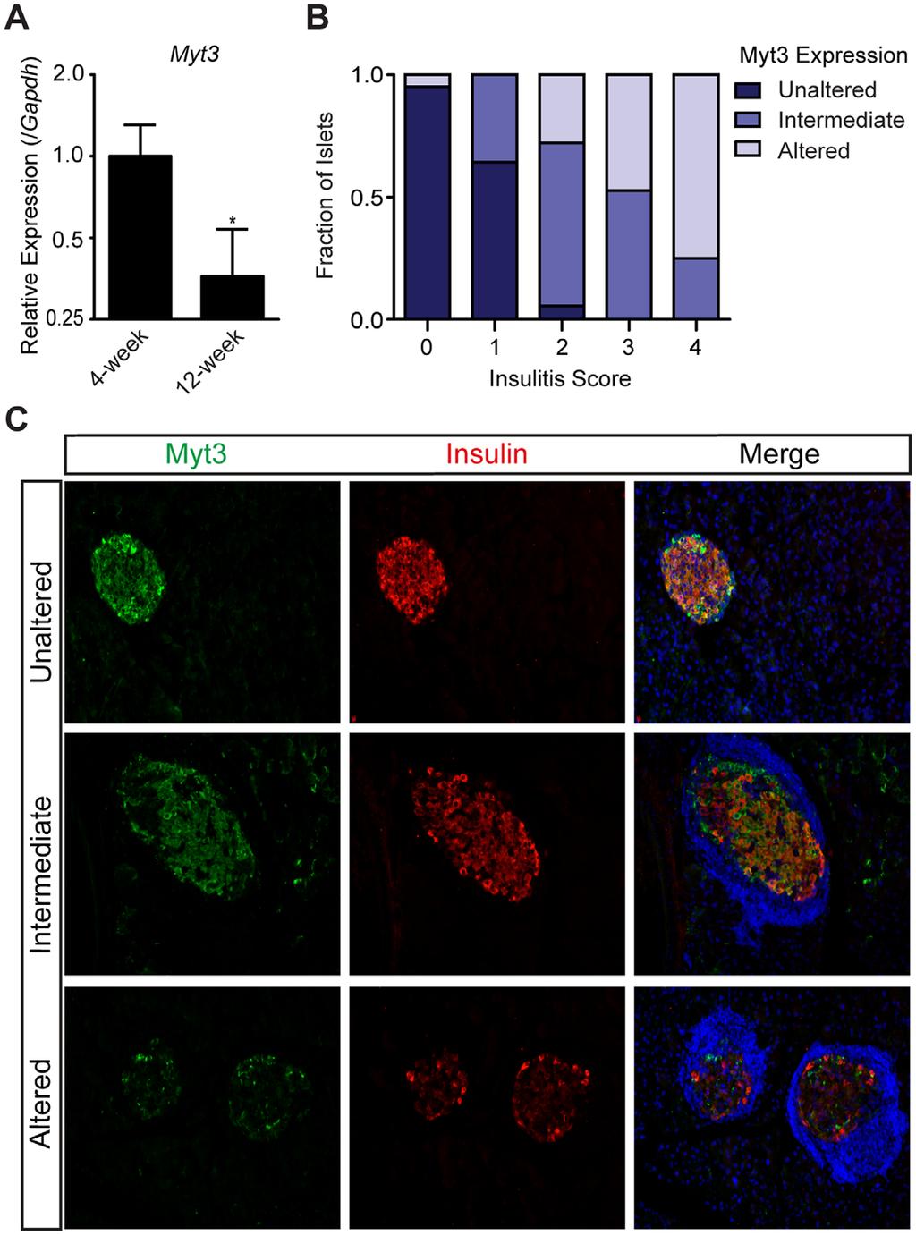 Myt3 Regulates b-cell Survival Figure 7. Exposure of islets to cytokines in a mouse model of T1D decreases Myt3 expression.