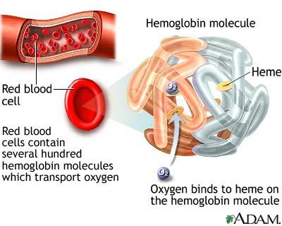 edu/faculty/khuri Outline v Hemoglobin v Alpha and Beta Glogin