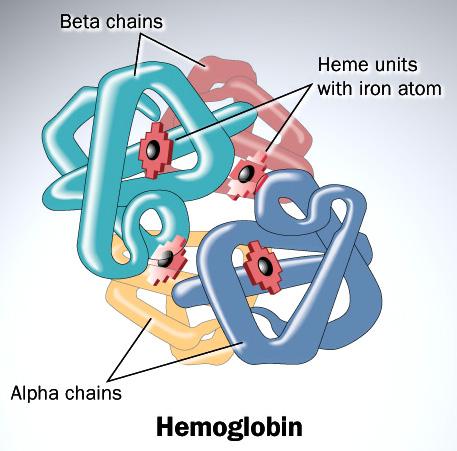 Hemoglobinopathies Hemoglobinopathies are the most common inherited disorders in humans, resulting from mutations in the α globin and β globin gene clusters.