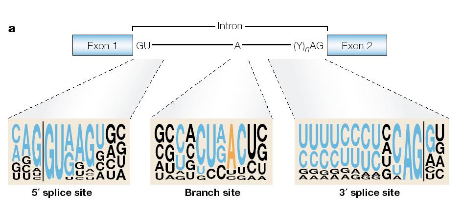 Donor and Acceptor Sites Anatomy of an Intron IVS-1-1 (G > A) IVS-1-6 (T > C) IVS-1-110 (G>A) ATG GTG CAT CTG ACT CCT GAG GAG AAG TCT GCC GTT ACT GCC CTG TGG GGC AAG GTG AAC GTG GAT GAA GTT GGT GGT