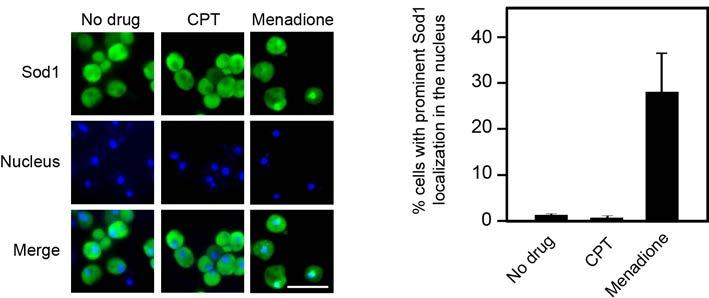 Supplementary Figure 2. Menadione but not Camptothecan (CPT) causes Sod1 nuclear localization WT yeast cells (SZy1051) were treated with oxidative chemical menadione (0.