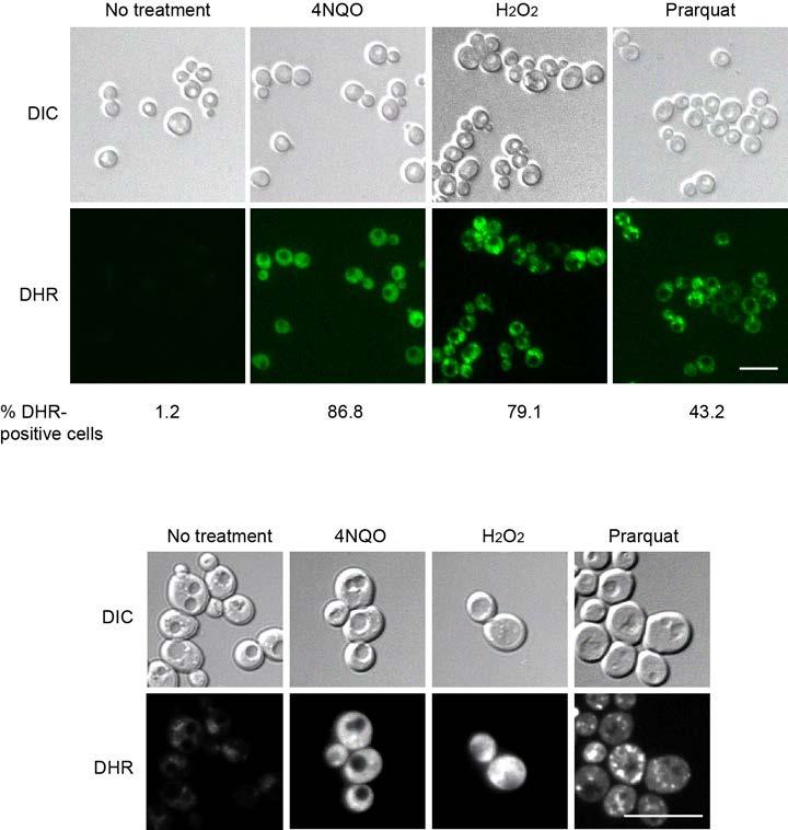 Supplementary Figure 3. 4NQO, H 2 O 2 and paraquat treatment causes significant increase in cellular ROS level in yeast. WT yeast cells were treated without or with 5 µg/ml 4NQO, 0.