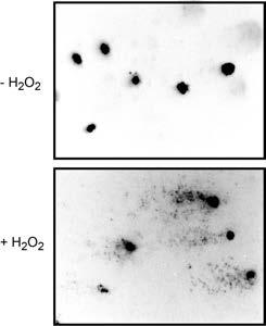 a b Supplementary Figure 4. H 2 O 2 treatment leads to genomic DNA damage as determined by Comet and TUNEL assays (a) H 2 O 2 burst causes genomic DNA damage as determined by Comet assay.
