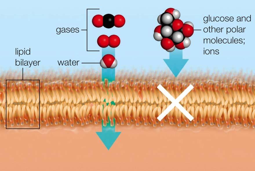 The Lipid Bilayer is a Barrier Phospholipid Bilayers are selectively permeable