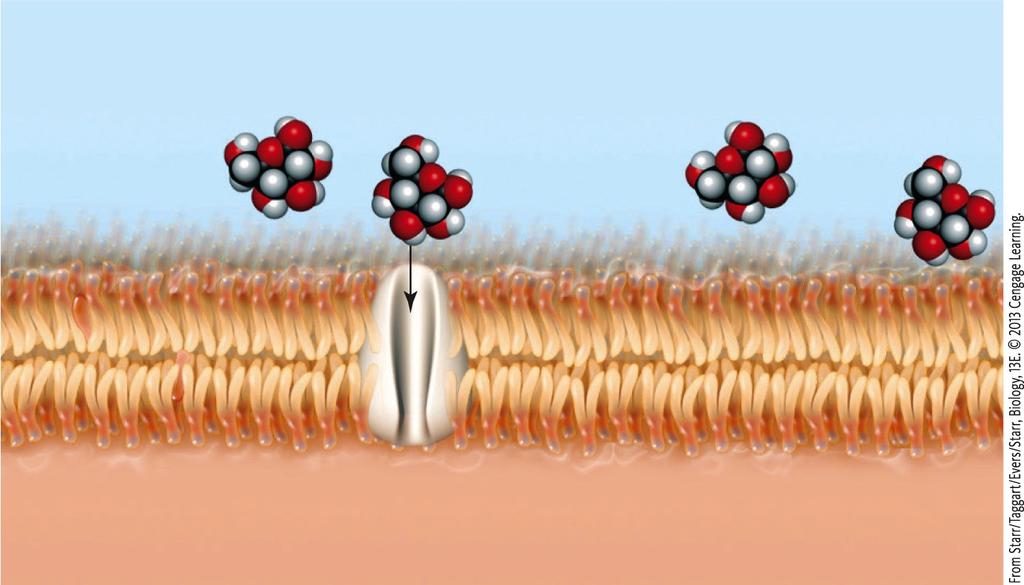 Facilitated Diffusion Molecules move down their concentration