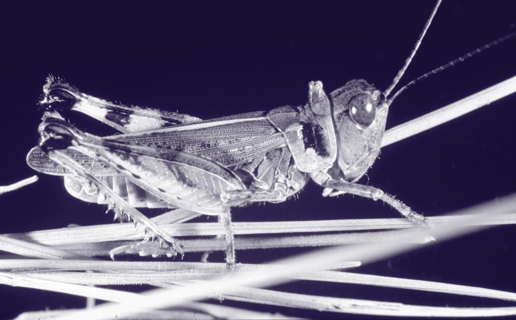 However, treating later than mid-august or prior to late May may result in the death of adult beetles after they have emerged from the soil. Figure 1. Range grasshopper. Figure 2.
