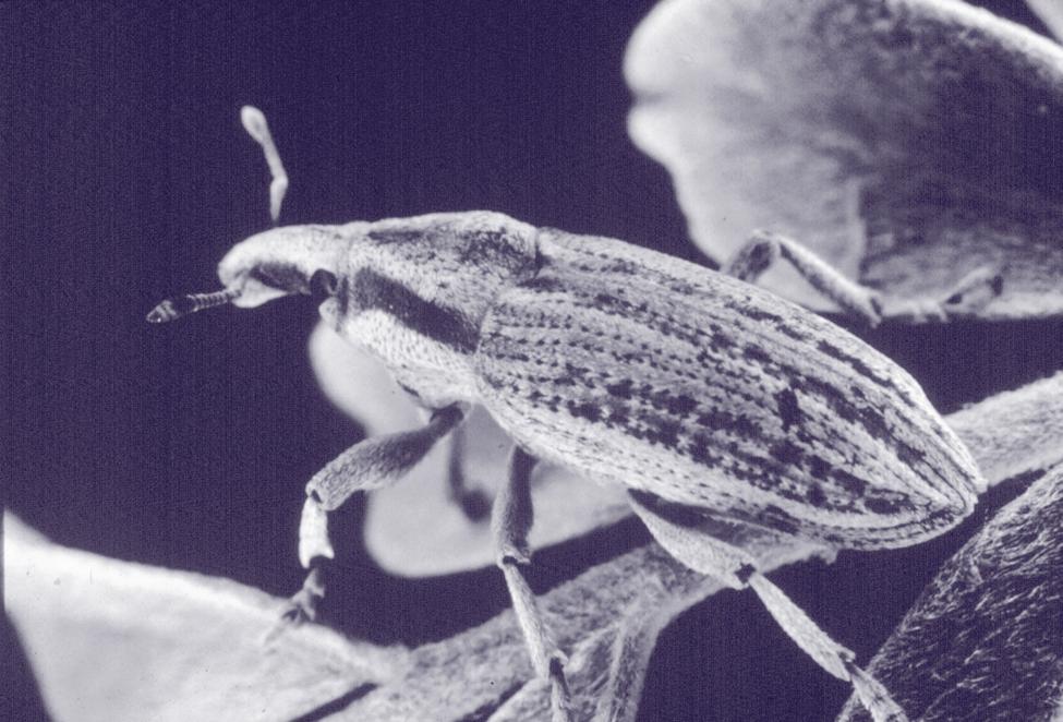 Understanding the Locoweed Weevil s Life History and Damage Potential Mark Pomerinke, David C. Thompson, and Kevin T.