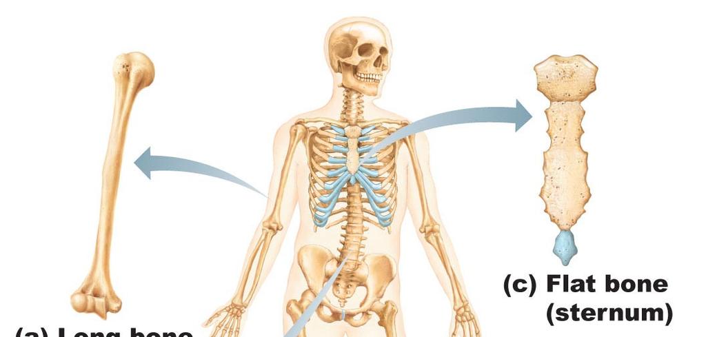 10/1/2016 Bone Classification General Bone Features Long anatomy (Humerus)