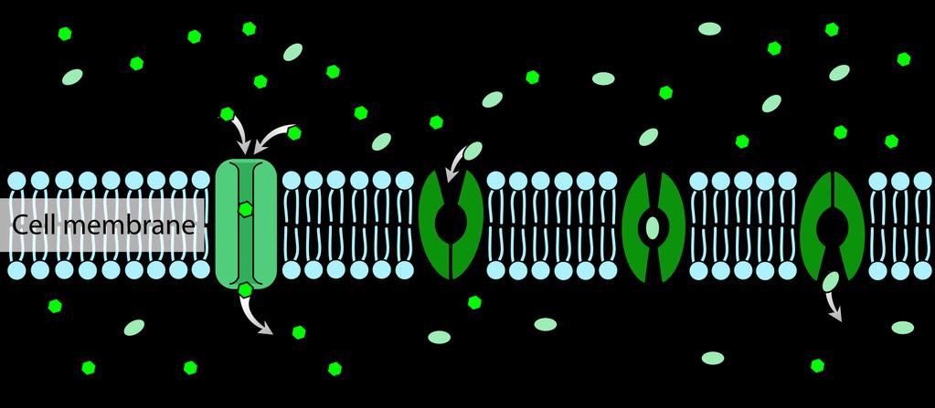 9. Transport Protein Help substances that can t cross the bilayer.