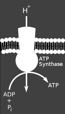 Example: ATP Synthase in the inner membrane