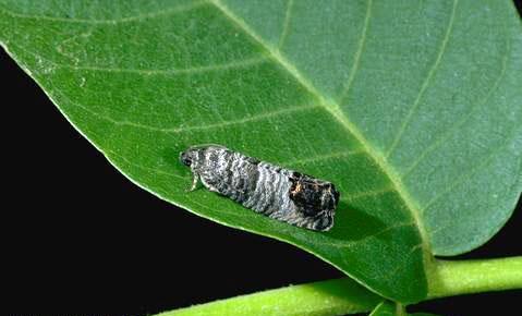 Integrated Pest Management for Home Gardeners and Landscape Professionals Codling moth, Cydia (Laspeyresia) pomonella, is a serious insect pest of apples, pears, and English walnuts.
