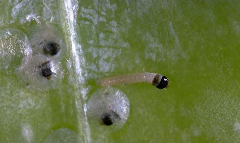 Navel orangeworms also might be found in walnuts, but these can be distinguished from codling moth larvae by the crescentshaped markings on the second segment behind the orangeworm head and by the