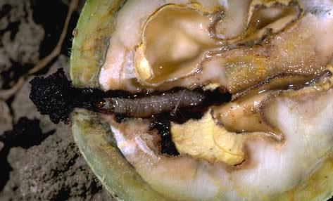 DAMAGE On apples and pears, larvae penetrate into the fruit and tunnel to the core, leaving holes in the fruit that are filled with reddish-brown, crumbly droppings called frass (Fig. 6).