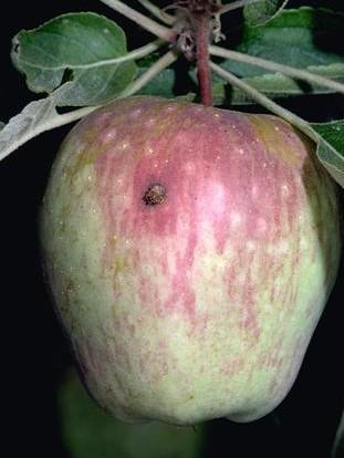 Tips for the Sustainable Orchardist: Building a Safe Arsenal against Codling Moth By Tony McCammon with reference to work done by Marion Murray of Utah State University Orchard management strategies