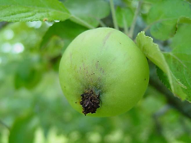 FRUIT IPM UPDATE #11 August 29, 2017 What s New? When to Stop Spraying..1-3 Apple Pest Counts..6 Apple Scab Infections.