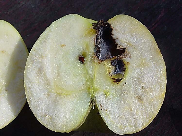 Figure 2. Codling moth damage. The larva had already departed. Figure 3. Frass at the calyx of an apple indicating lesser apple worm. On the other hand, most trap counts are fairly low.