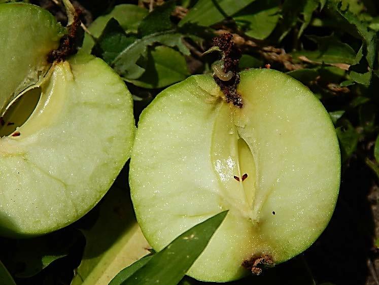 Growers rarely worry about lesser apple worms, because the two pests are closely related, and lesser apple worms are usually controlled at the same time as codling moth.