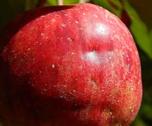 Unlike codling moths, apple maggots have strong preferences for certain apple varieties.
