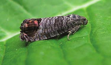 CODLING MOTH MANAGEMENT Richard Buchner 1 and Carolyn Pickel 2 Codling Moth in walnut is a difficult pest to control due to the challenge in choosing accurate spray timing to cover the long egg hatch