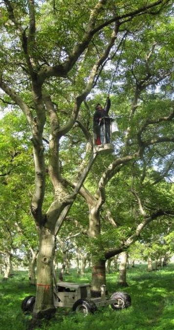 FACT: In controlled tests, hanging dispensers high in tall trees did not improve performance over hanging them at mid-canopy height.