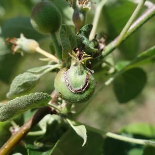 Plum curculio activity has just about reached an end, but not quite. In high-pressure blocks you may want to consider one last spray, if you aren t currently covered.