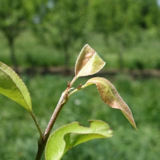Dogwood borer in dwarf tree rootstock. Ugh, a bad situation. Recommendation: keep bases of dwarf apple trees clean, i.e. free from weeds and debris.