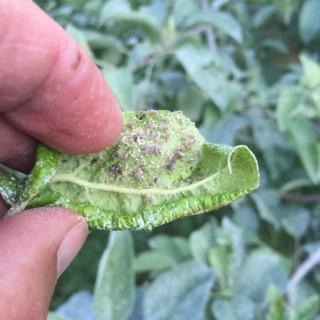 Pre-bloom insecticides are most effective when there is a problem. Now, a systemic insecticicide (Movento is the gold standard) is the only answer.