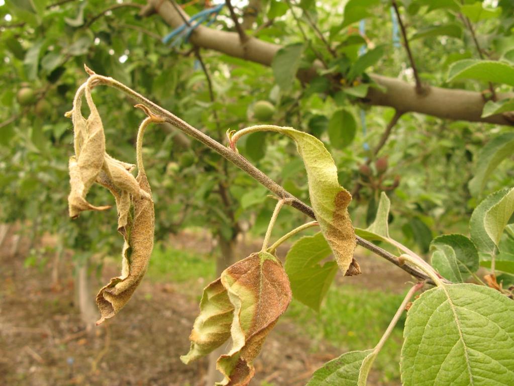Once they form their hard outer covering, they are more resistant to pesticides. If the scale population is allowed to build on a tree, effects include reduced tree vigor and a decline in yield.
