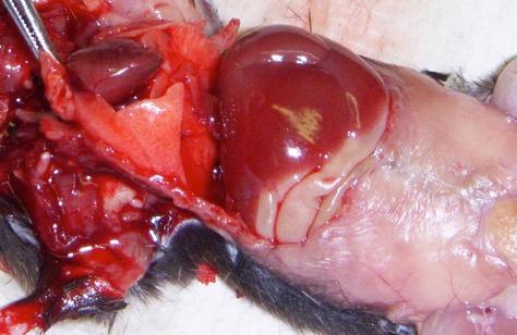Mouse Lungs collapse on opening the thorax--un-inflated lungs cannot be examined accurately by