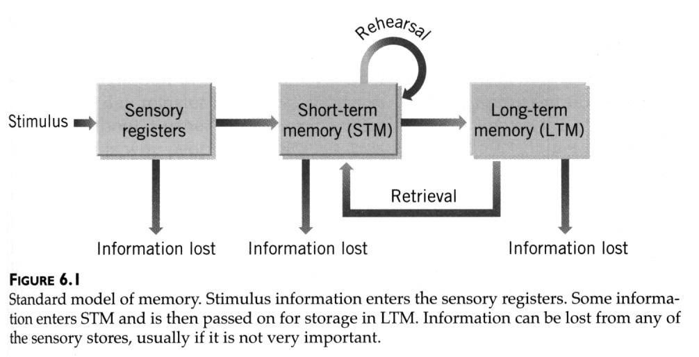 Neurobiology of Learning and Memory Serial model Memory terminology based on information processing models e.g., Serial Model Prof.